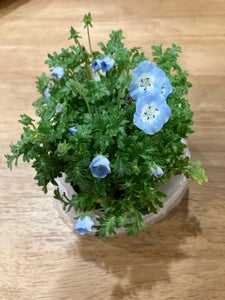 フラワーリテール　季節の鉢花の商品写真