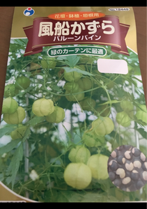 ウタネ　草花２００円単価コードの商品写真