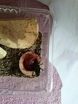 ミタニ ちょこっとえさ皿 2個