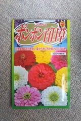 アタリヤ ポンポン 百日草