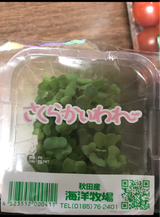 海洋牧場 さくらかいわれ 1P