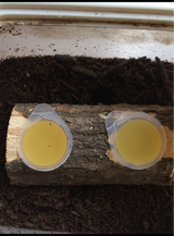 ミタニ エネルギーベース 虫ゼリー用 2個穴付き