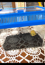 冨永樹脂 パノラマ ミニST 1.4L