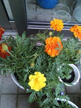 サンデー マリーゴールドポット