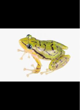 CHARMY泡のチカラ アップルアロマ 250ml