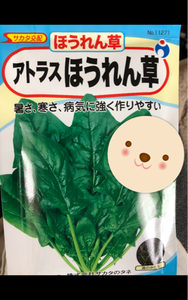 宇都宮　アトラス法蓮草の商品写真