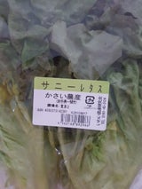 かさい サニーレタス 1P
