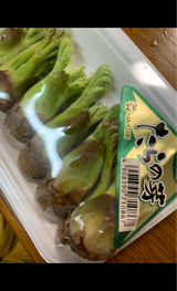 JA十日町 たらの芽