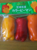 クレド宮崎 ぶどう サニールージュ 1P