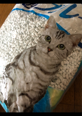 I* 紙で出来たネコ砂 ブルー 13.5L