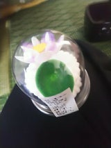 大沼 落雁 二重小菊(白)