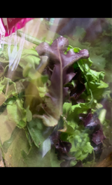 水戸 ベビーリーフ 60g