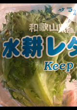 ケイネット 水耕レタス 1P