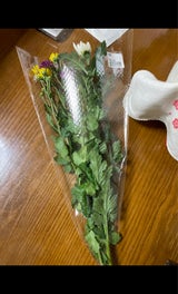 Jフラワー はな 1P