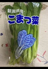 石本マオラン 新潟県産こまつな 1P