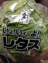 藤田 愛媛産 レタス