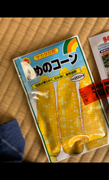 種 野菜サカタ交配ゆめのコーン