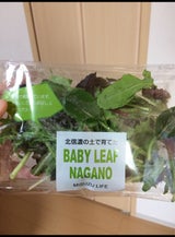 ミスズ ベビーリーフ 40g