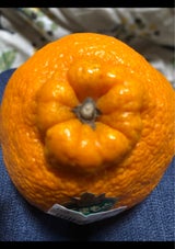 丸誠 デコポン 袋 3個