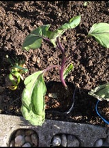 東海化成 中長ナス黒ポット 9cm