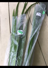 JA茨城 葉しょうぶ 1P