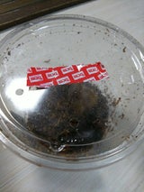 マルカン S-72カブト虫メス