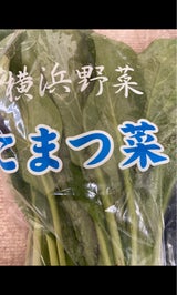 東神 連合会こまつ菜用袋 1P