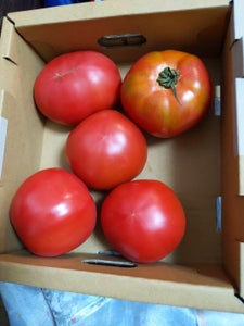 JA会津よつば とまと 南郷トマト 1kgの商品写真