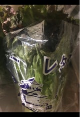 カルゲン サニーレタス 0