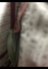 かわいや あずきポテト 袋 1本