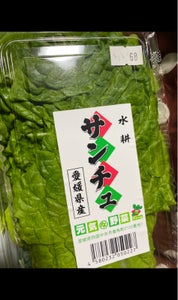 石川　サンチュ　１０枚の商品写真