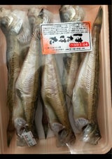 マルワ 干ハタ 6尾