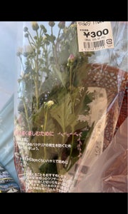 商品イメージ