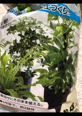 東京園芸 観葉培養土 4L