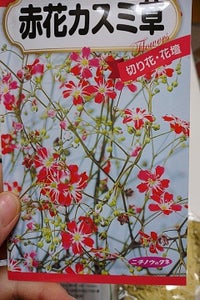 日本農産　赤花かすみ草　１Ｐのレビュー画像