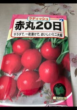 宇都宮 赤丸二十日大根