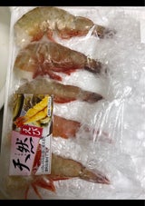 東洋 ホワイト 16/20 10尾