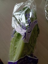 アグリアドバンス ローメインレタス