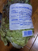 大阪泉州 リーフレタス