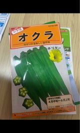 カネコ種苗 オクラ ホリデー