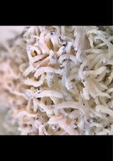 木村 釜揚げしらす 28g