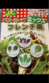 カネコ ベビーリーフ ミックスフレンチ風