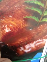 源清田 メンマ水煮