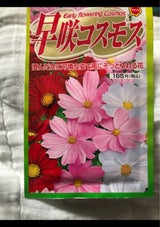 アタリヤ 早咲 コスモス
