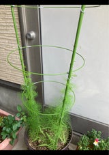 ビックスワロー 花支柱8号 1P