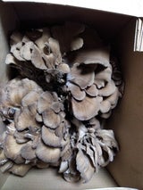 JA群馬 まいたけ 500g