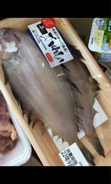 橋本 ひれぐろなめたがれい 2尾