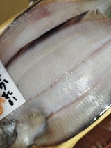 日本海 干ささがれい