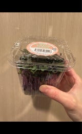 すぷらうと レッドキャベツスプラウト 1P