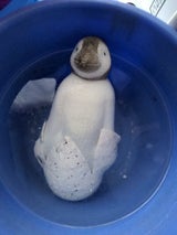 ファーストアロー びっくりメガペンギンのたまご